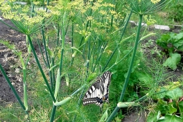 02741-Koninginnenpage-Papilio-machaon