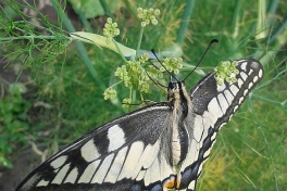 02741C-Koninginnenpage-Papilio-machaon