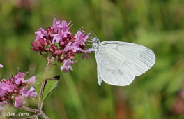 03015-Boswitje-Leptidea-sinapis