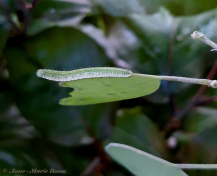 03152-Oranjetipje-Anthocharis-cardamines