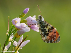 03160b- Oranjetipje-Anthocharis cardamines