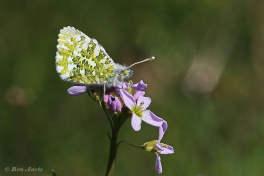 03168B-Oranjetipje-Anthocharis-cardamines