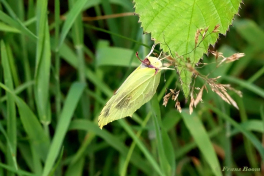 04008M-Citroenvlinder-Conepteryx-rhamni