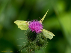 04014-Citroenvlinder - Gonepteryx rhamni