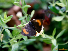 05516-Sleedoornpage-Thecla-betulae.