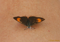 05517-Sleedoornpage-Thecla-betulae