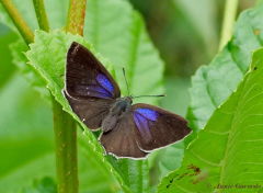 05592H-Eikenpage-Favonius-quercus