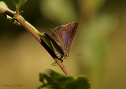 05593-Eikenpage-Favonius-quercus