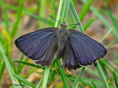 05594-Eikenpage-Favonius-quercus