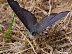 05594B- Eikenpage - Favonius  quercus