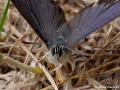 05594C- Eikenpage - Favonius  quercus