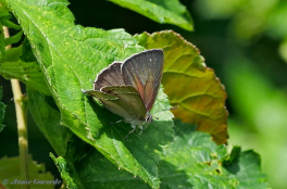 05594D-Eikenpage-Favonius-quercus