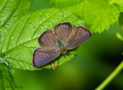 05595-Eikenpage-Favonius-quercus