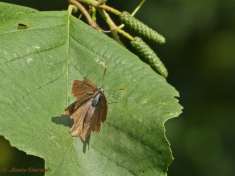 05600-Eikenpage - Favonius  quercus