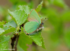 05660a- Groentje - Callophrys rubi