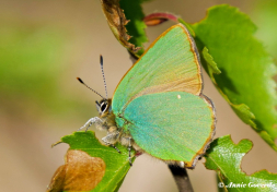 05660c-Groentje-Callophrys-rubi