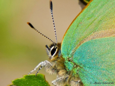 05660d- Groentje - Callophrys rubi