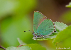 05660e-Groentje-Callophrys-rubi