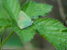 05661-Groentje-Callophrys-rubi