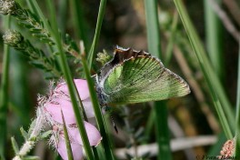 05663-Groentje-Callophrys-rubi