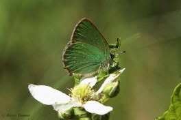 05664- Groentje - Callophrys rubi