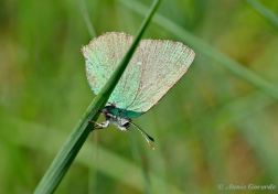 05670- Groentje - Callophrys rubi