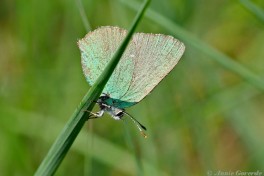 05670- Groentje - Callophrys rubi