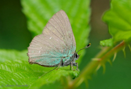 05671- Groentje - Callophrys rubi