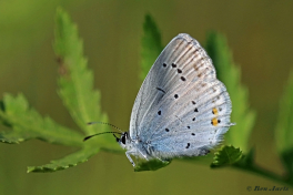 06730-Staartblauwtje-Cupido-argiades