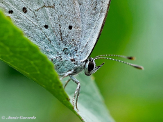 06813-Boomblauwtje-Celastrina-argiolus