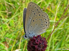 07155- Pimpernelblauwtje - Phengaris teleius