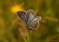 07157- Pimpernelblauwtje - Phengaris teleius