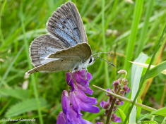 07158- Pimpernelblauwtje - Phengaris teleius