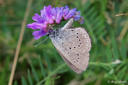 07158a- Pimpernelblauwtje - Phengaris teleius