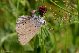 07160- Pimpernelblauwtje - Phengaris teleius