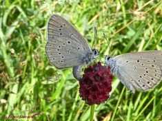 07161-Pimpernelblauwtje - Phengaris teleius