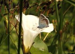 07571- Heideblauwtje - Plebejus argus