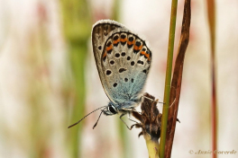 07572- Heideblauwtje - Plebejus argus
