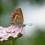 07584- Heideblauwtje - Plebejus argus