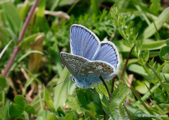 08067-Icarusblauwtje - Polyommatus icarus