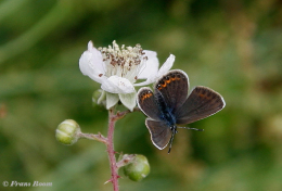 08079b -Icarusblauwtje - Polyommatus icarus