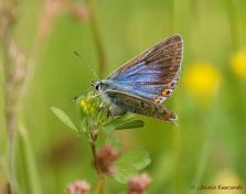 08085-Icarusblauwtje-Polyommatus-icarus