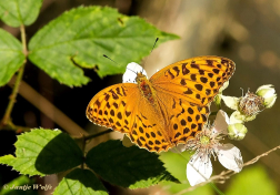 09303-Keizersmantel-Argynnis-paphia