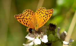 09304-Keizersmantel-Argynnis-paphia