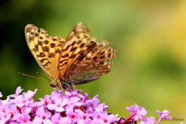 09307-Keizersmantel-Argynnis-paphia