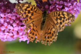 09311-Keizersmantel-Argynnis-paphia