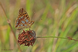 09371-Kleine-Parelmoervlinder-Issoria-lathonia