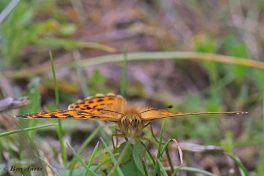 09371D-Kleine-Parelmoervlinder-Issoria-lathonia