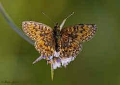09646- Zilveren maan - Boloria selene