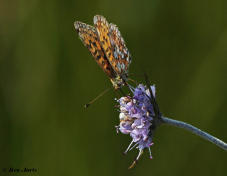 09651- Zilveren maan - Boloria selene